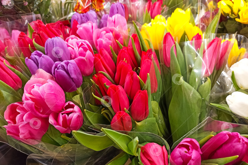 Скачать Разноцветные букеты тюльпанов, фон или текстура фотосток Ozero