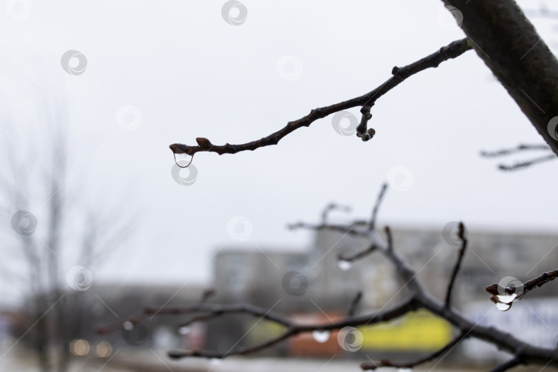 Скачать Капли воды падают на голую ветку дерева фотосток Ozero