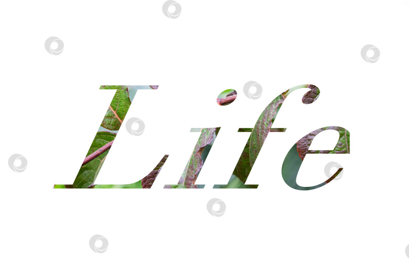 Скачать Слово "жизнь", сделанное из зеленых листьев, выделенных на белом фоне фотосток Ozero