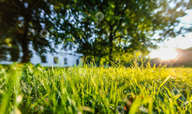 Скачать Летний солнечный день, зеленая трава крупным планом фотосток Ozero