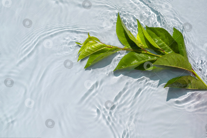 Скачать Зеленый натуральный лист плавает в прозрачной воде на волне фотосток Ozero