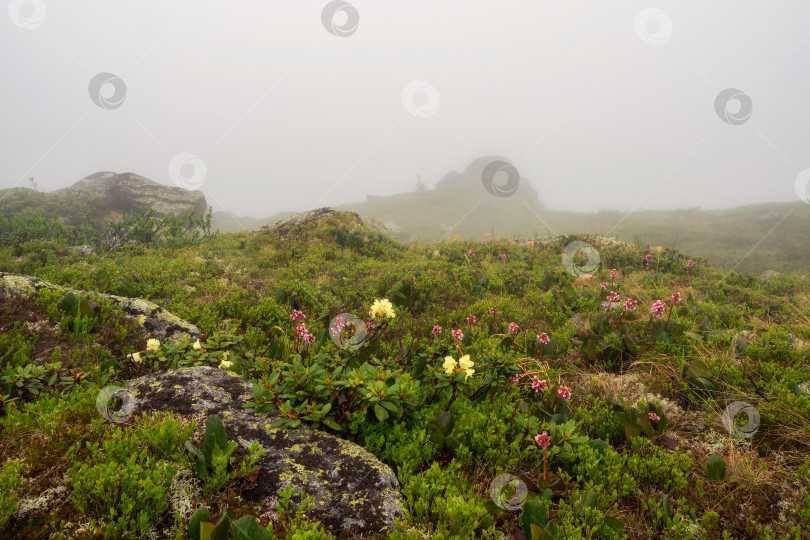 Скачать Прекрасный цветущий зеленый луг в тумане. фотосток Ozero