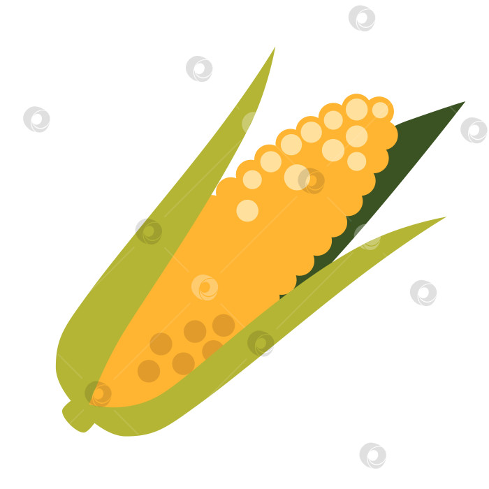 Скачать Початок кукурузы, кукурузный початок в мультяшном стиле. Векторная иллюстрация, изолированная на белом фоне, нарисованная от руки, плоский дизайн фотосток Ozero