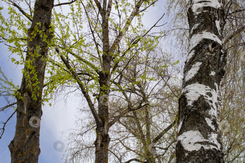 Скачать Маленькие молодые листочки на ветвях деревьев крупным планом фотосток Ozero