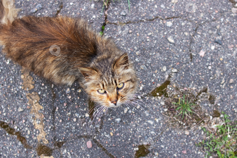 Скачать Серая бродячая кошка на асфальте смотрит вверх фотосток Ozero