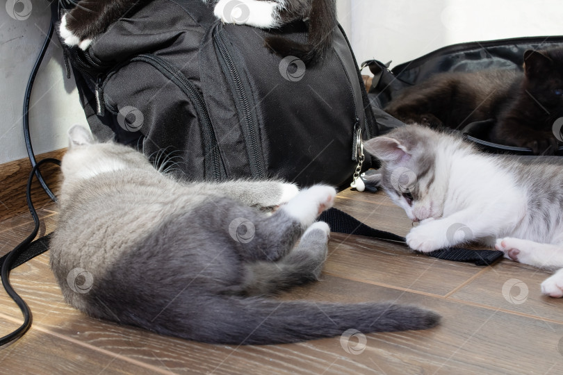 Скачать Серый котенок сидит на полу с рюкзаком фотосток Ozero