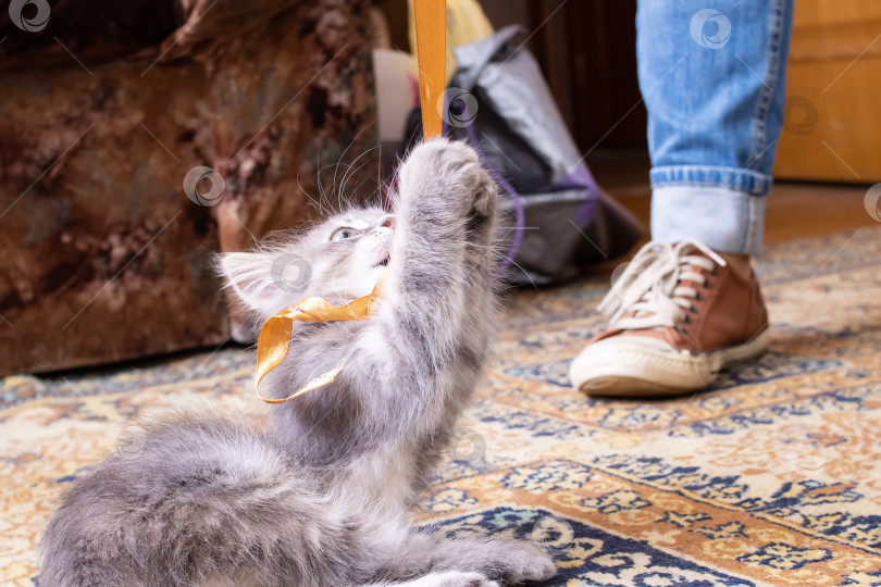 Скачать Серый пушистый котенок играет с лентой фотосток Ozero