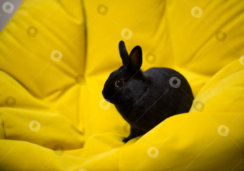 Скачать Черный карликовый кролик породы Рекс фотосток Ozero