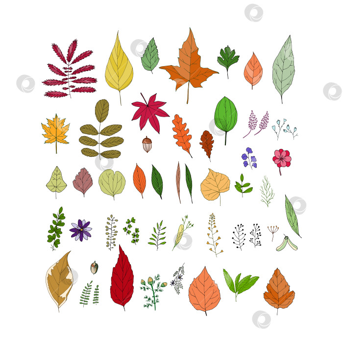 Скачать Большой набор с разными осенними листьями. фотосток Ozero