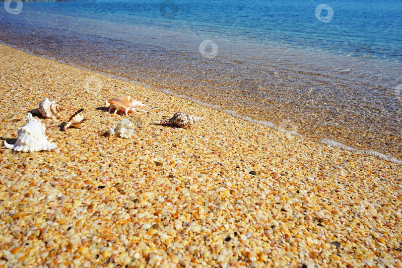 Скачать Ракушки на морском берегу фотосток Ozero