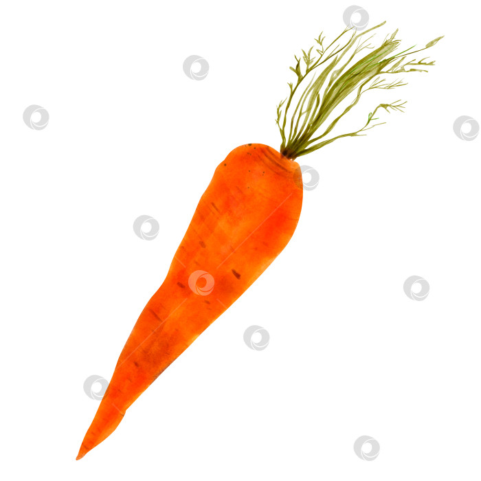 Скачать Морковь, выделенная на белом фоне, нарисована акварелью от руки. Оранжевый овощ для оформления меню, открыток, дизайна упаковки, магазина, этикетки. фотосток Ozero