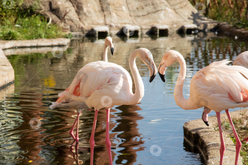 Скачать Толпа розовых фламинго на берегу фотосток Ozero