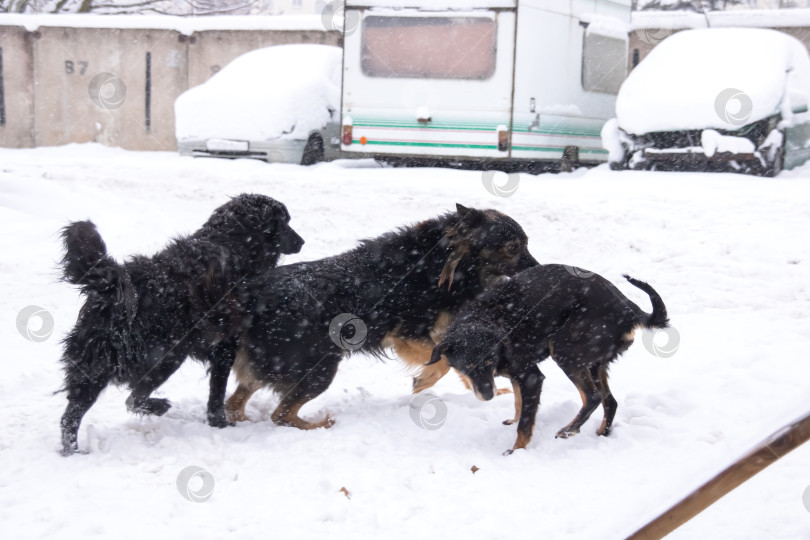 Скачать Черные пушистые собаки на снегу крупным планом фотосток Ozero