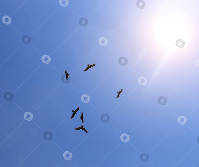 Скачать Орлы летают в голубом небе на фоне солнца фотосток Ozero