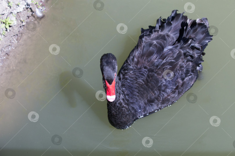 Скачать Черный лебедь на берегу озера. фотосток Ozero