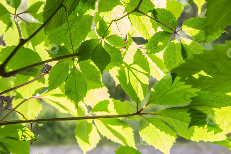 Скачать зеленые листья в ярком солнечном свете фотосток Ozero