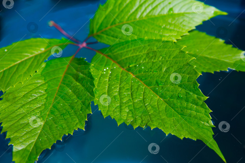 Скачать лист дикого винограда на темно-синем фоне. фотосток Ozero