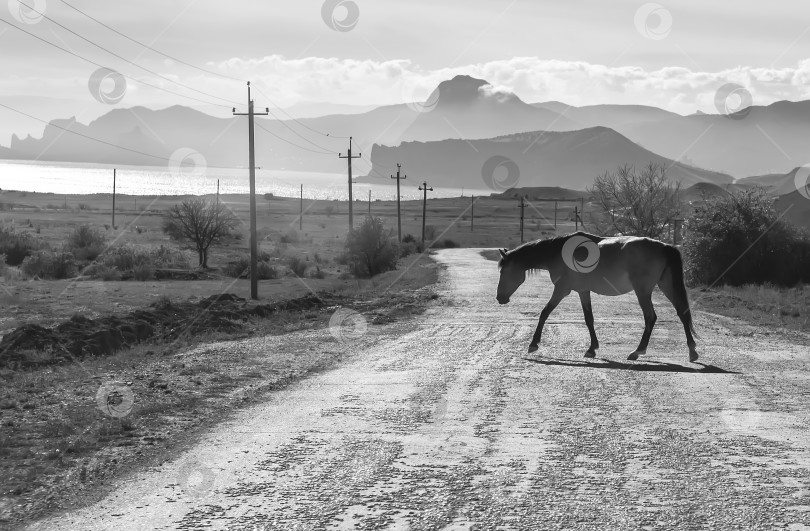 Скачать Лошадь, идущая по дороге фотосток Ozero