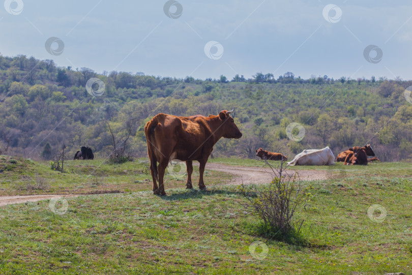 Скачать Корова и телята на горном лугу фотосток Ozero