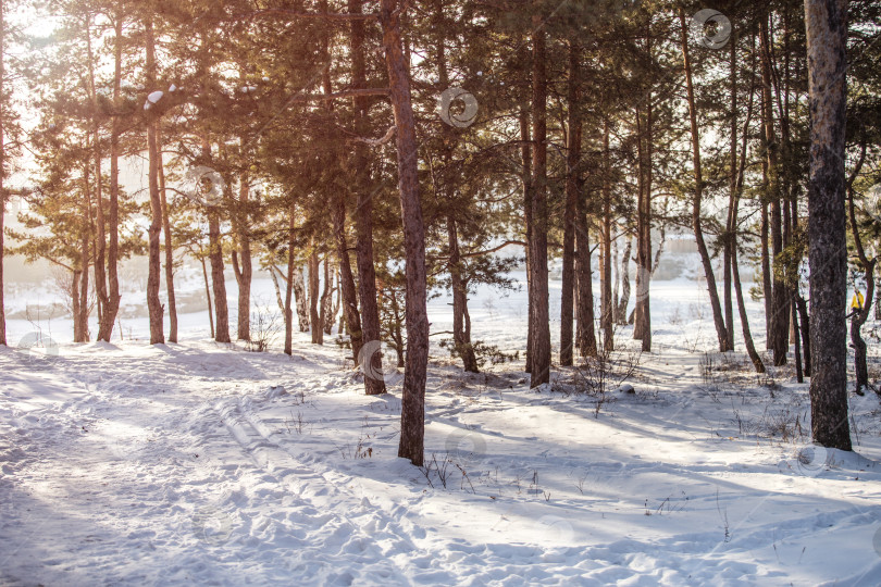 Скачать холодный зимний лес в лучах солнца фотосток Ozero