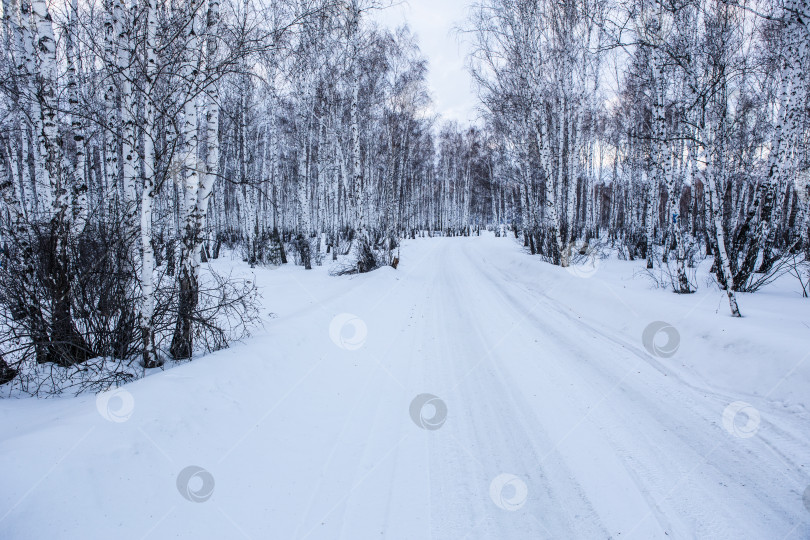 Скачать Заснеженная дорога в зимнем березовом лесу фотосток Ozero