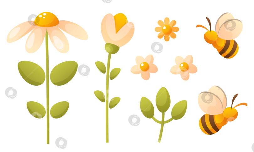 Скачать Цветок белой ромашки и подснежника, зеленые листья, пчела. Летние цветы и насекомые фотосток Ozero