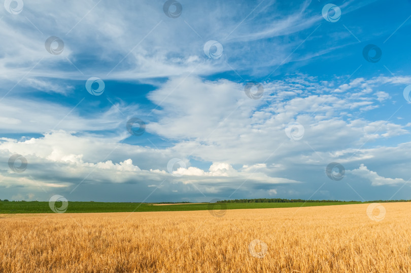 Скачать Поле золотистых колосков пшеницы на фоне голубого неба с красивыми белыми облаками. фотосток Ozero