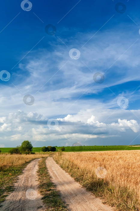Скачать Поле с золотистыми колосками пшеницы и грунтовая дорога на фоне голубого неба с красивыми белыми облаками. фотосток Ozero