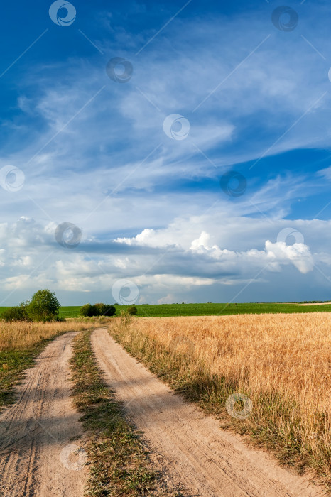 Скачать Поле с золотистыми колосками пшеницы и грунтовая дорога на фоне голубого неба с красивыми белыми облаками. фотосток Ozero