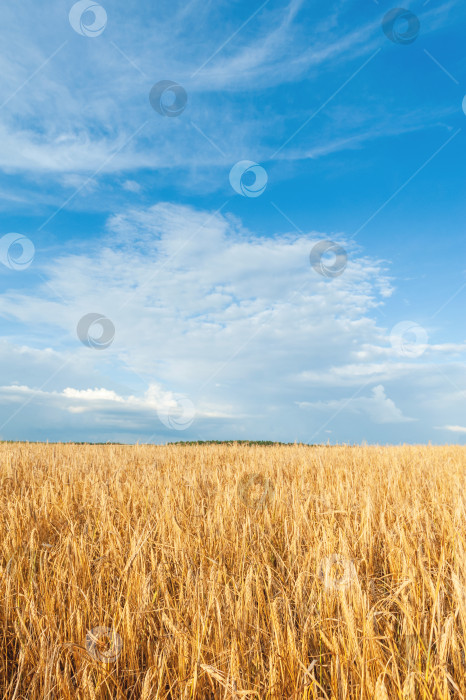 Скачать Поле золотистых колосков пшеницы на фоне голубого неба с красивыми белыми облаками. фотосток Ozero