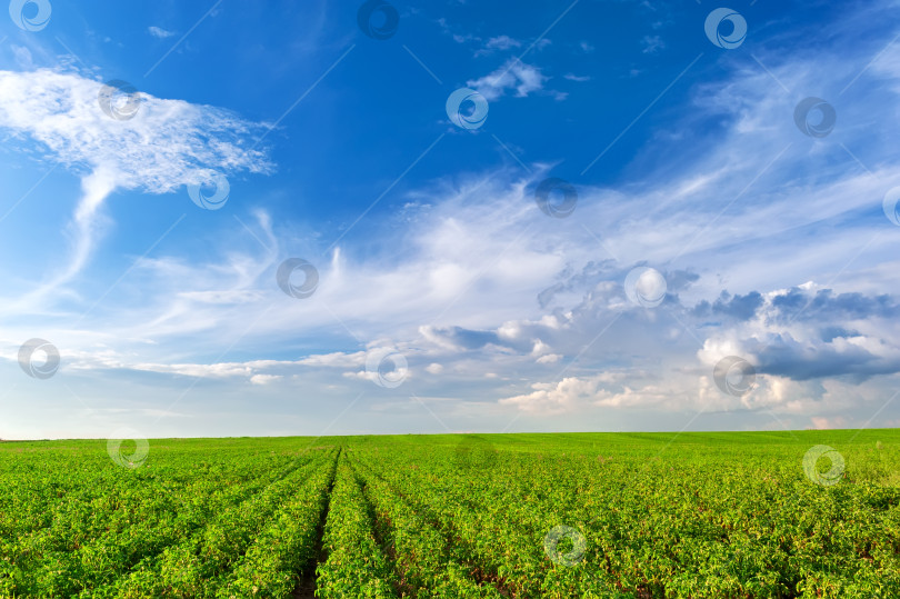 Скачать Зеленое поле агропромышленного комплекса на фоне голубого неба с красивыми облаками. фотосток Ozero