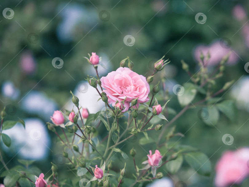 Скачать Розовые розы, куст , крупный план на открытом воздухе фотосток Ozero