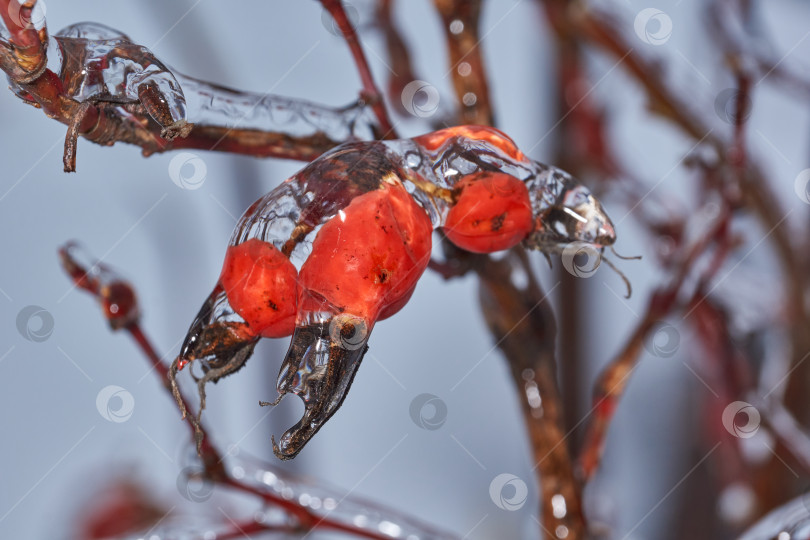 Скачать Растения после ледяного дождя. Ветви растений и побеги, покрытые льдом. фотосток Ozero