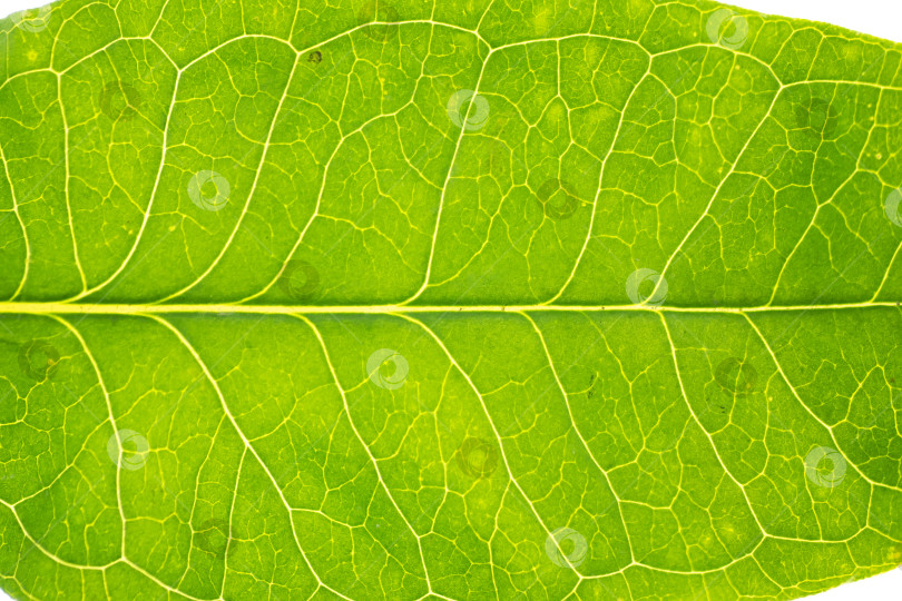 Скачать Крупный план текстуры зеленых листьев. Выделено на белом фоне. Крупный план текстуры зеленых листьев. Выделено на белом фоне фотосток Ozero