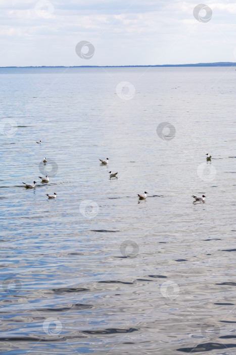 Скачать Чайки на поверхности воды фотосток Ozero