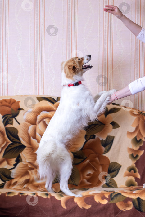 Скачать Забавная белая собака, зевающая дома крупным планом фотосток Ozero