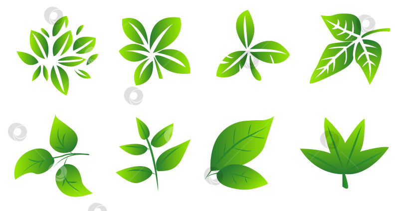 Скачать Набор зеленых листьев на белом фоне, для логотипов, дизайнов, для символики зеленой планеты фотосток Ozero