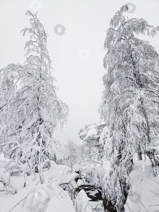 Скачать Деревья замерзли и покрылись снегом. фотосток Ozero