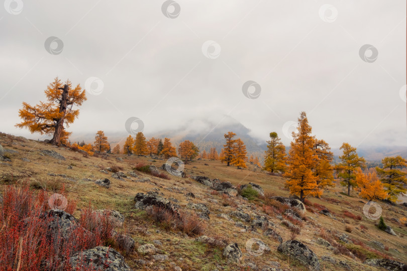 Скачать Пышная альпийская осень на скалистых горах в низких облаках. фотосток Ozero