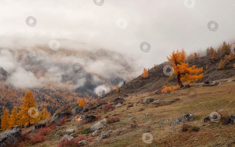 Скачать Собака - проводник. Потрясающий вид на высокие горы, покрытые туманом фотосток Ozero