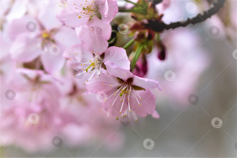 Скачать Весна, ветка цветущей сакуры, розовый цвет, крупный план фотосток Ozero