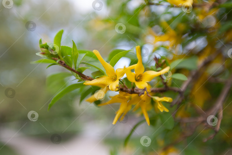 Скачать Желтые цветы форзиции крупный план, размытый фон фотосток Ozero
