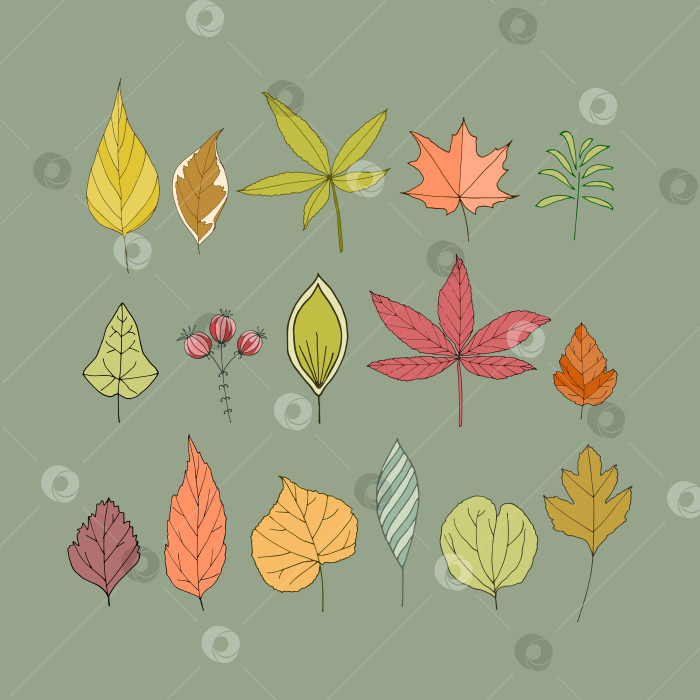 Скачать Набор с разными осенними листьями. фотосток Ozero