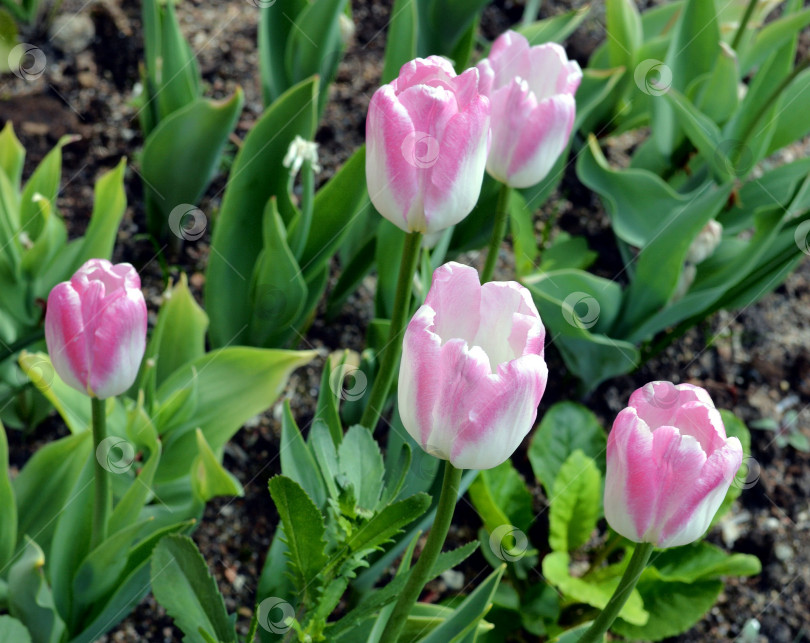 Скачать Красивые белорозовые тюльпаны. фотосток Ozero