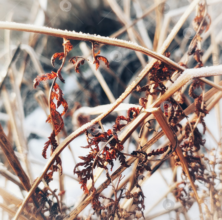 Скачать Красивые увядшие растения на фоне снега фотосток Ozero