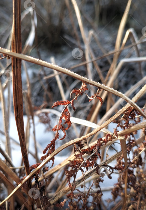 Скачать Увядшие растения зимой фотосток Ozero