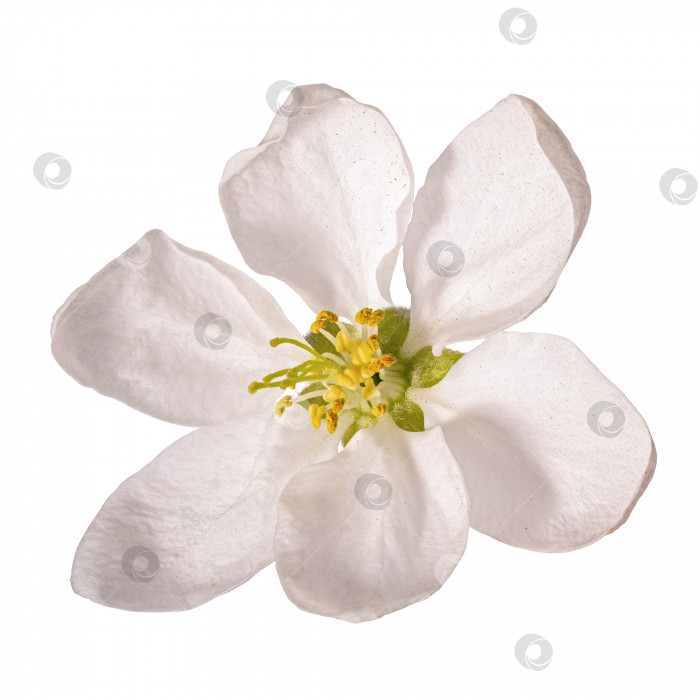 Скачать Цветок вишни, выделенный на белом фоне фотосток Ozero