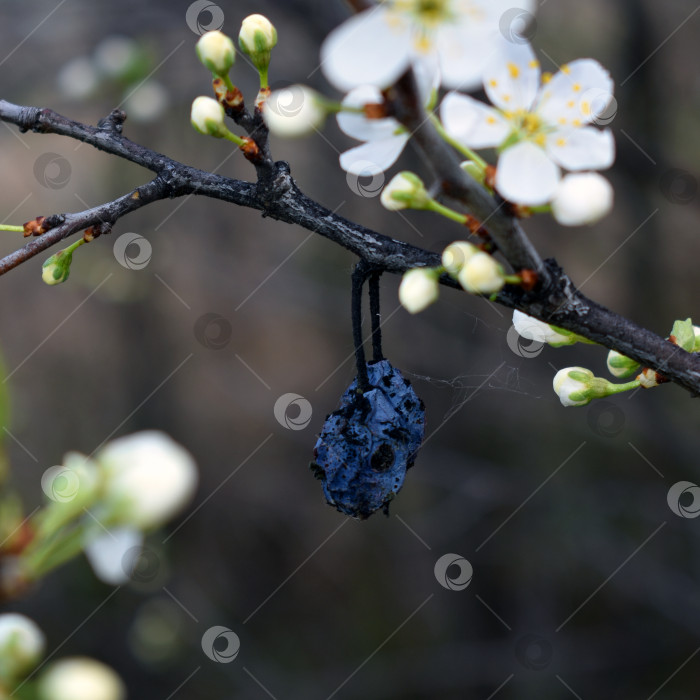 Скачать Сухой чернослив на цветущей ветке. фотосток Ozero