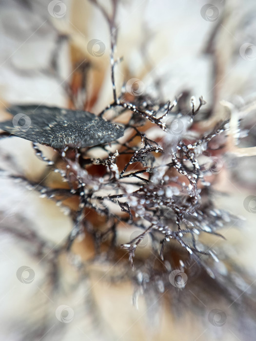 Скачать Макро изображение морских водорослей фотосток Ozero