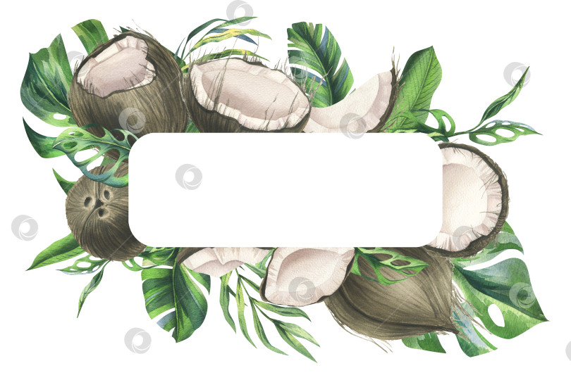 Скачать Кокосы целиком, половинки и кусочки с яркими зелеными листьями тропической пальмы. Рисованная акварельная иллюстрация. Венок, рамка, шаблон, выделенные на фоне фотосток Ozero